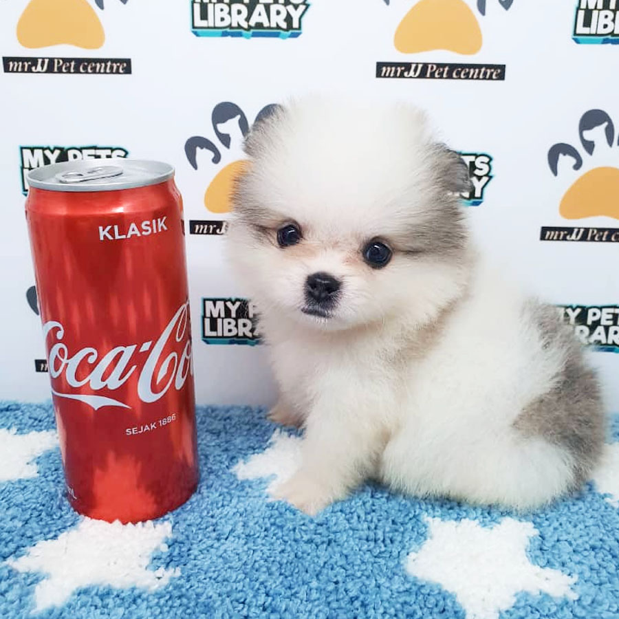 Pomeranian Puppy (Male) For Sale