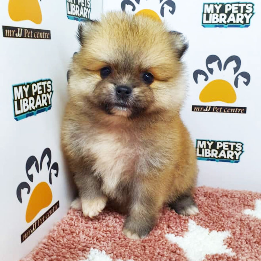 Pomeranian Puppy (Female) For Sale