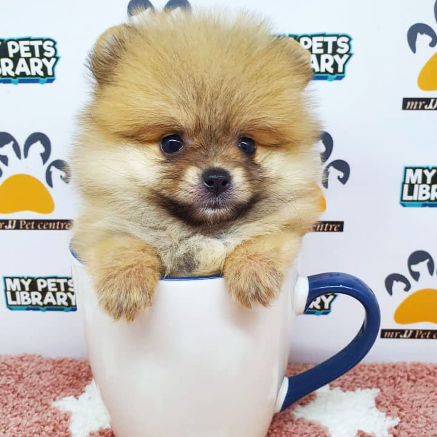 Pomeranian Puppy (Female) For Sale