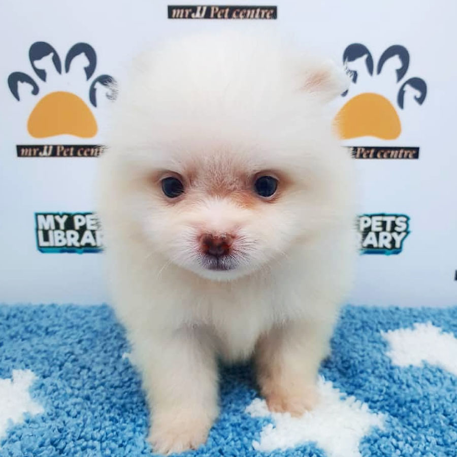 Pomeranian Puppy (Male) For Sale
