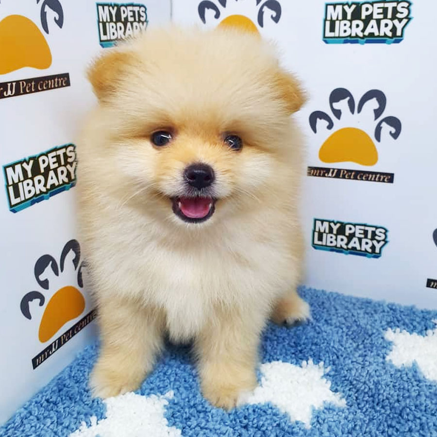 Pomeranian Puppy (Male) For Sale