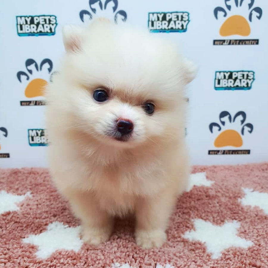 Pomeranian Puppy (Female) For Sale