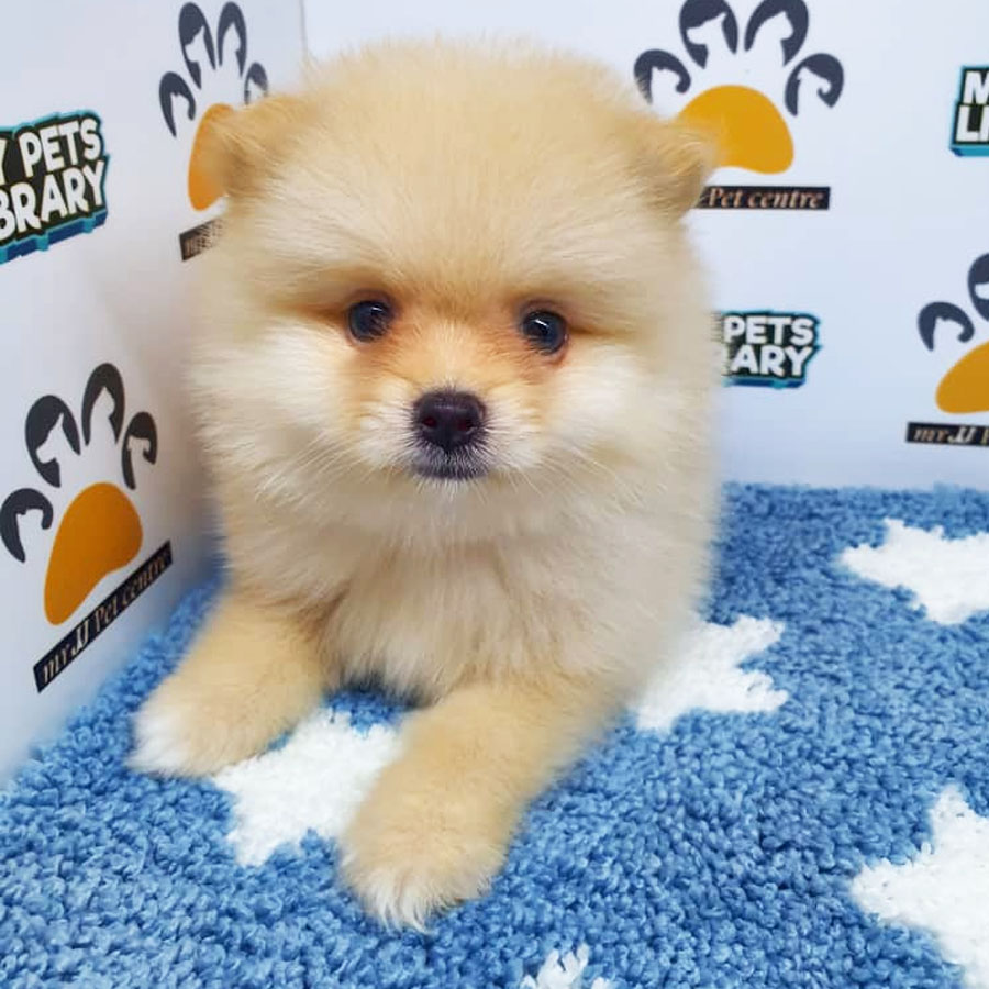 Pomeranian Puppy (Male) For Sale