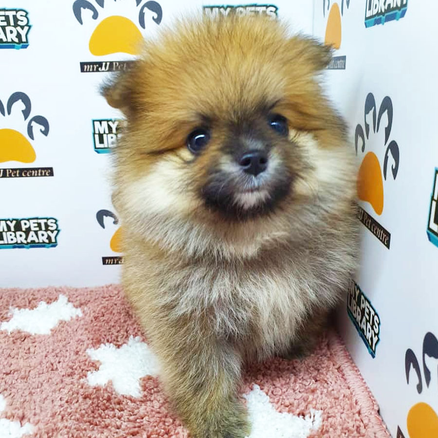 Pomeranian Puppy (Female) For Sale