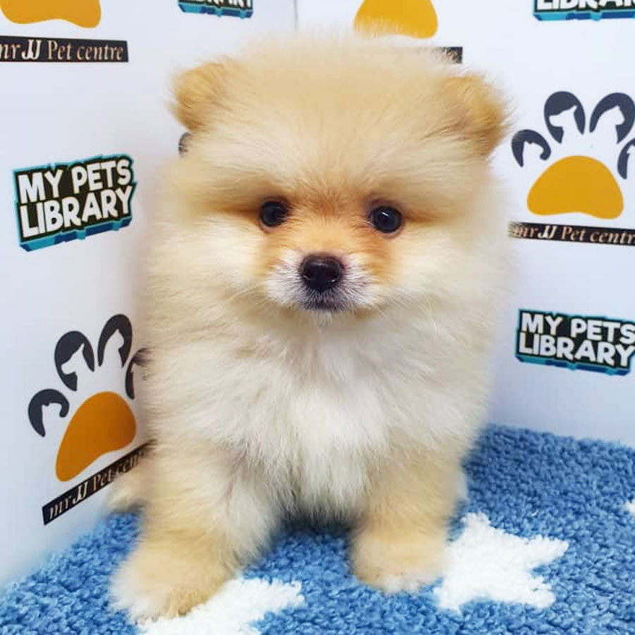 Pomeranian Puppy (Male) For Sale
