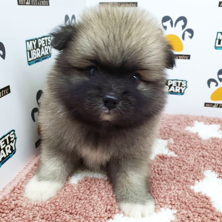 Pomeranian Puppy (Female) For Sale