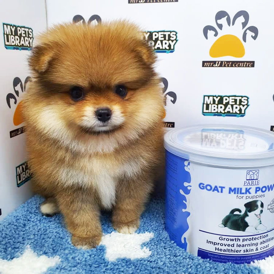 Pomeranian Puppy (Male) For Sale
