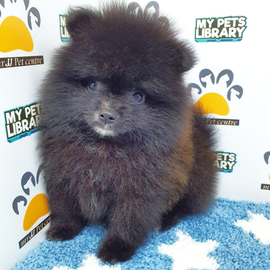 Pomeranian Puppy (Male) For Sale