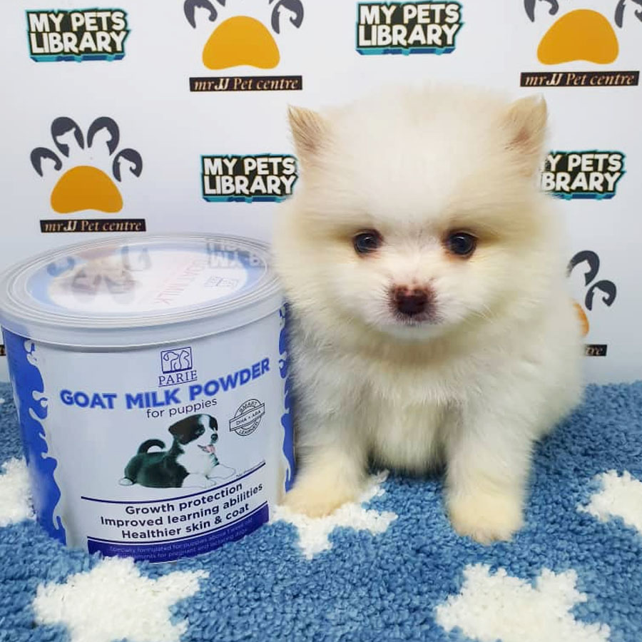 Pomeranian Puppy (Male) For Sale