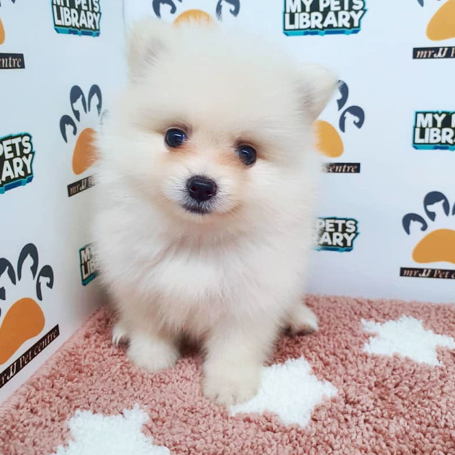Pomeranian Puppy (Female) For Sale
