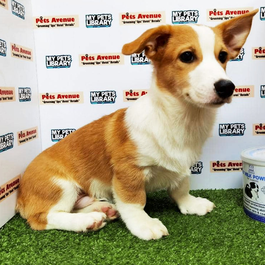 Welsh Corgi Puppy (Male) For Sale
