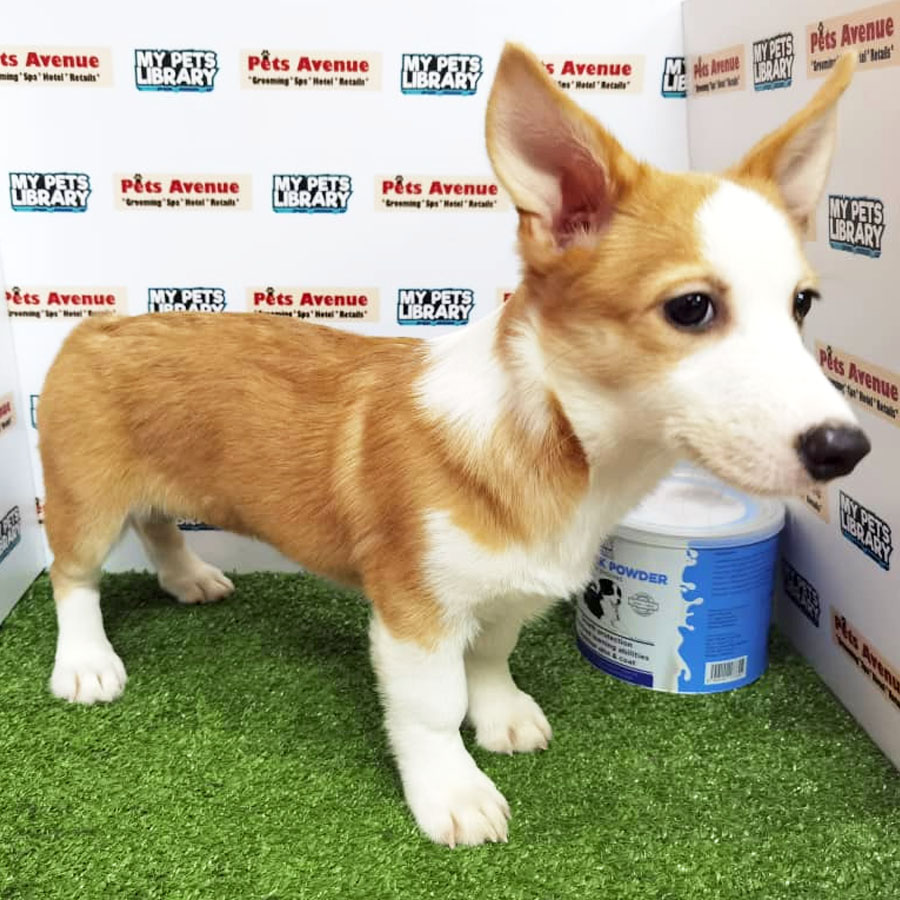 Welsh Corgi Puppy (Female) For Sale