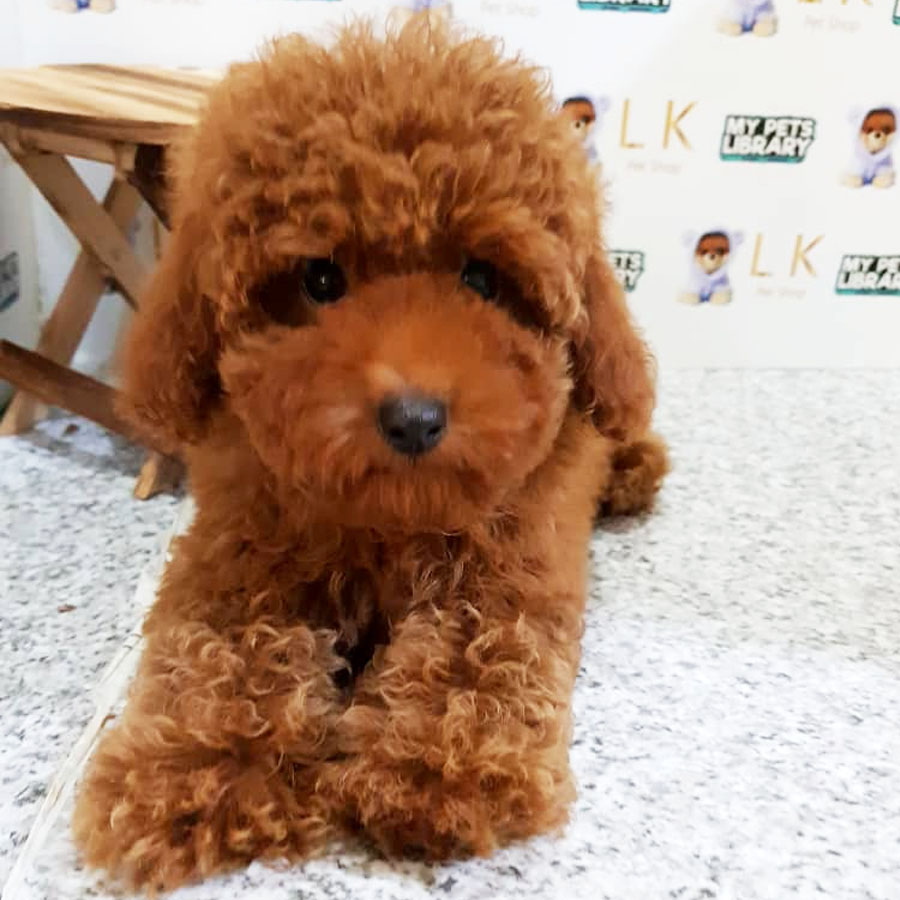 Toy Poodle Puppy (Female) For Sale