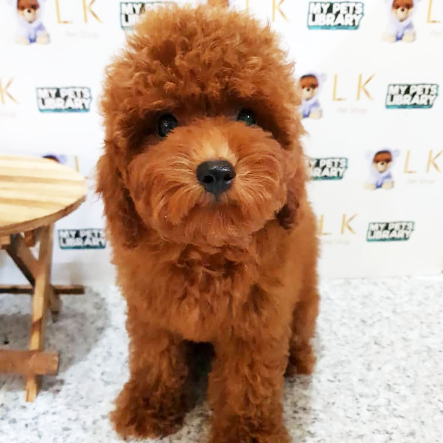 Toy Poodle Puppy (Female) For Sale