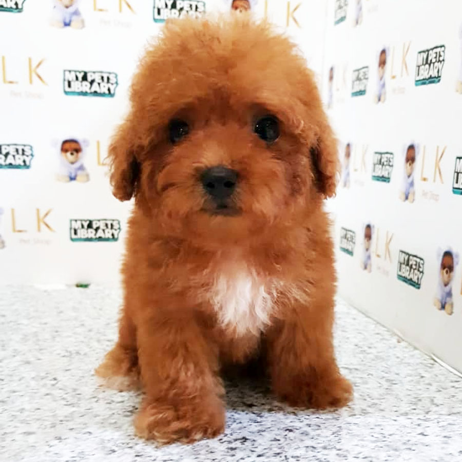 Tiny  Poodle Puppy (Male) For Sale