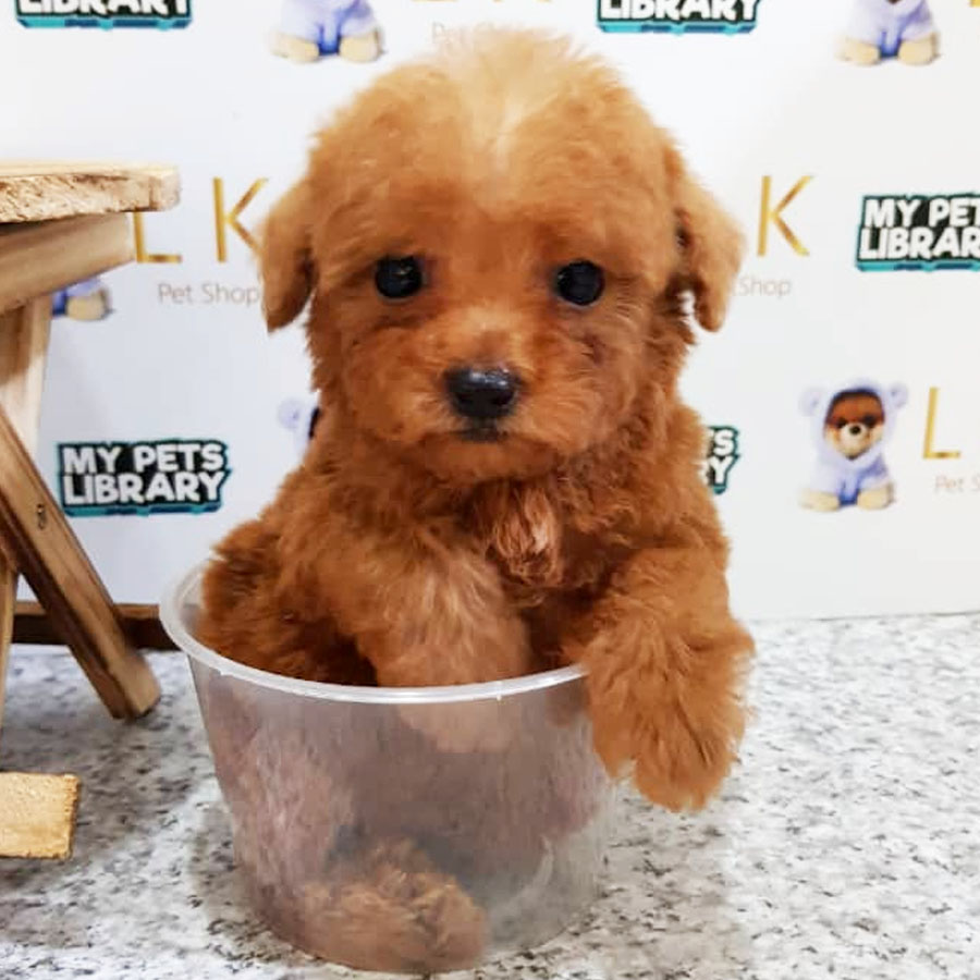Tiny  Poodle Puppy (Male) For Sale