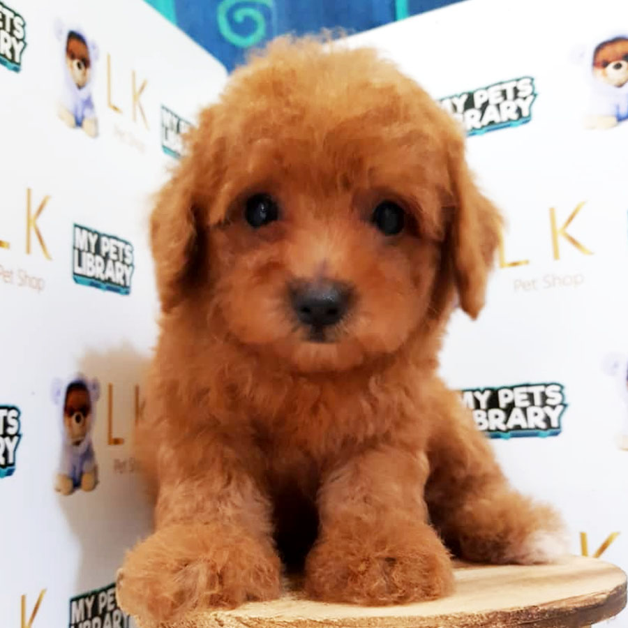 Tiny  Poodle Puppy (Male) For Sale
