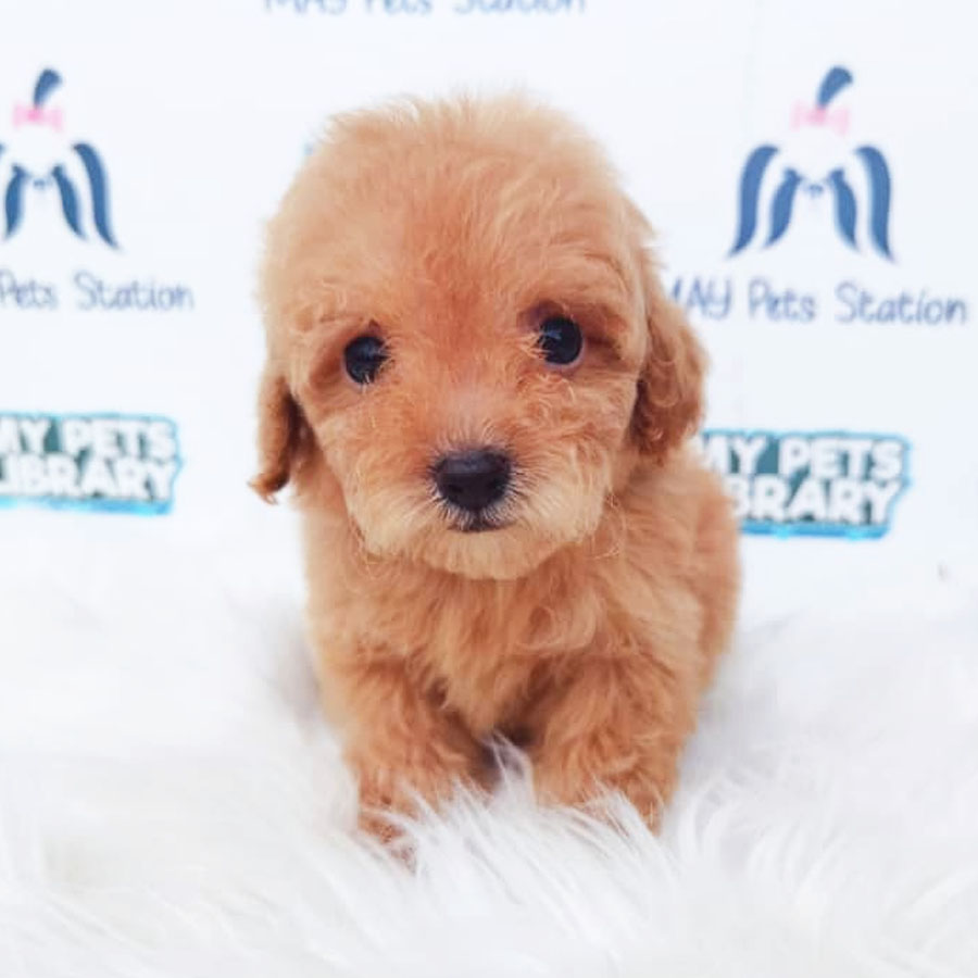 Tiny Toy Poodle Puppy ( Female ) For Sale