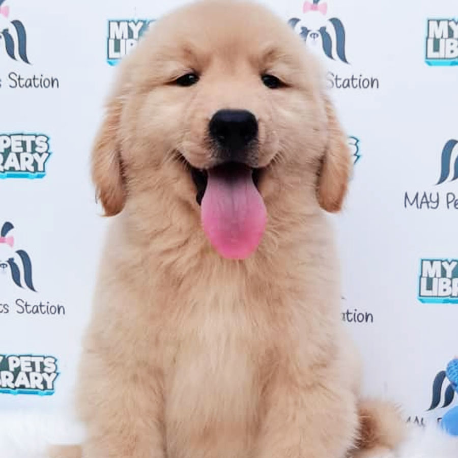 Golden Retriever Puppy (Male) For Sale