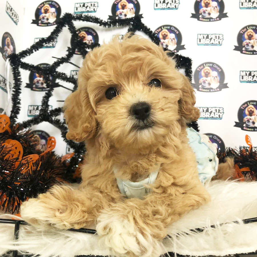 Tiny  Poodle Puppy (Female) For Sale