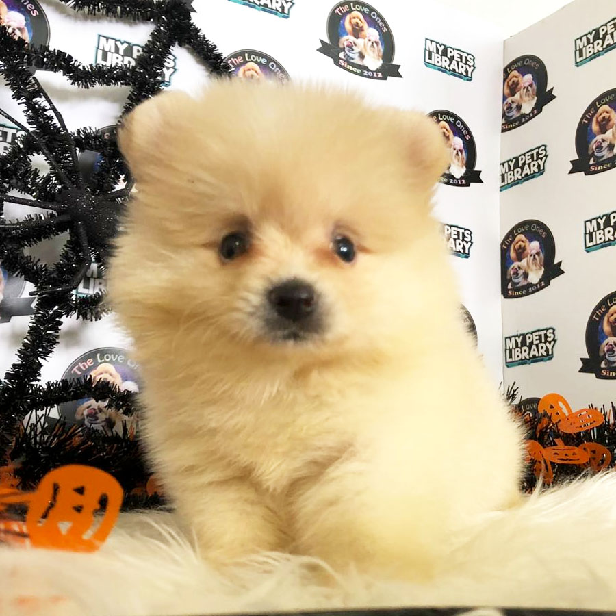 Pomeranian Puppy (Female) For Sale
