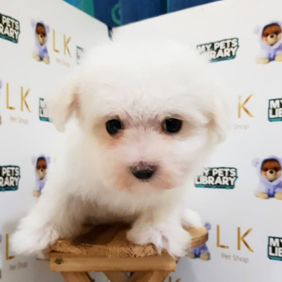 Maltese Puppy (Female) For Sale