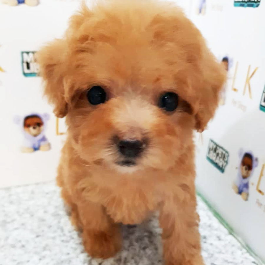 Toy Poodle Puppy (Female) For Sale