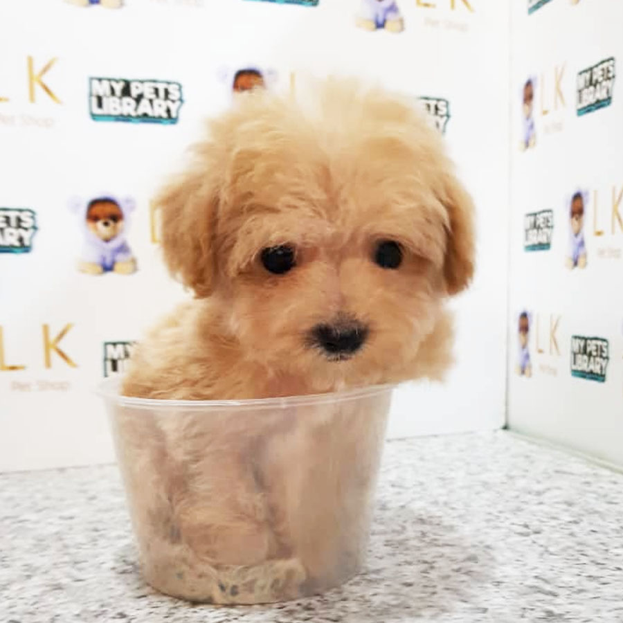 Toy Poodle Puppy (Male) For Sale
