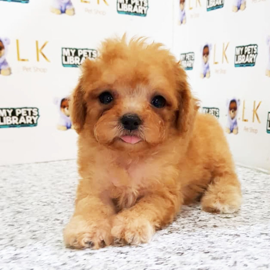 Toy Poodle Puppy (Male) For Sale