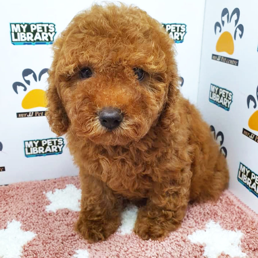 Toy Poodle Puppy (Female) For Sale