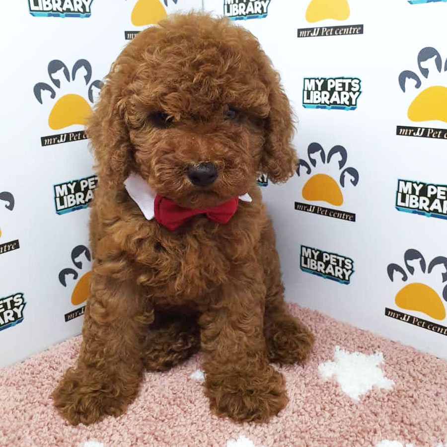 Toy Poodle Puppy (Female) For Sale