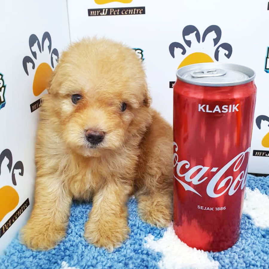 Tiny Toy Poodle Puppy (Male) For Sale