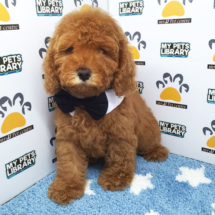 Toy Poodle Puppy (Male) For Sale