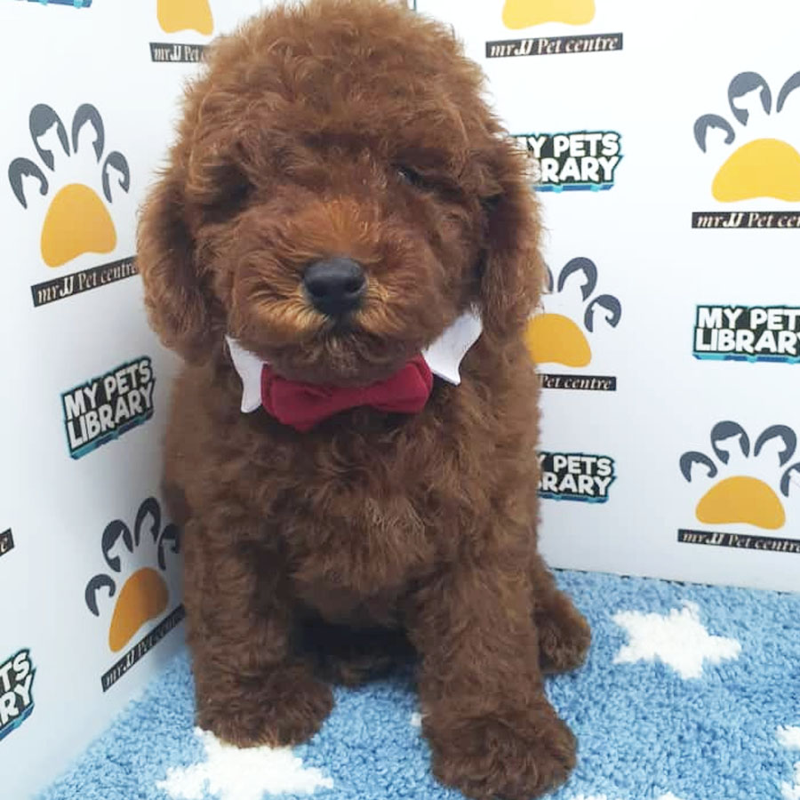 Toy Poodle Puppy (Male) For Sale