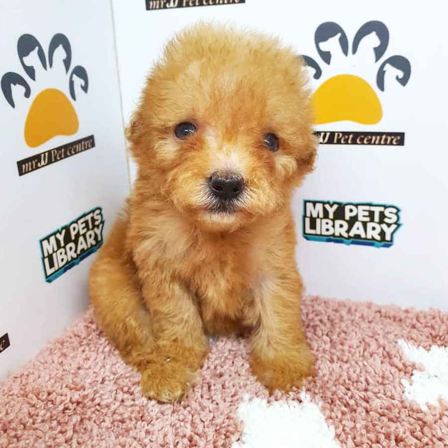Toy Poodle Puppy (Female) For Sale