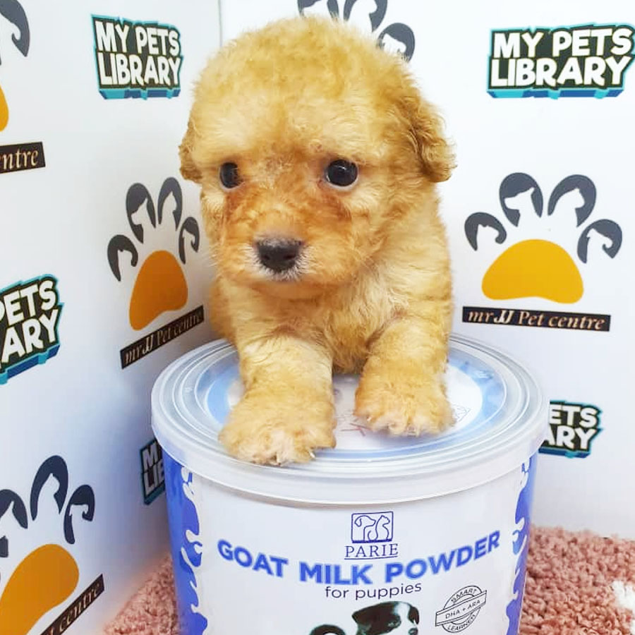 Toy Poodle Puppy (Female) For Sale