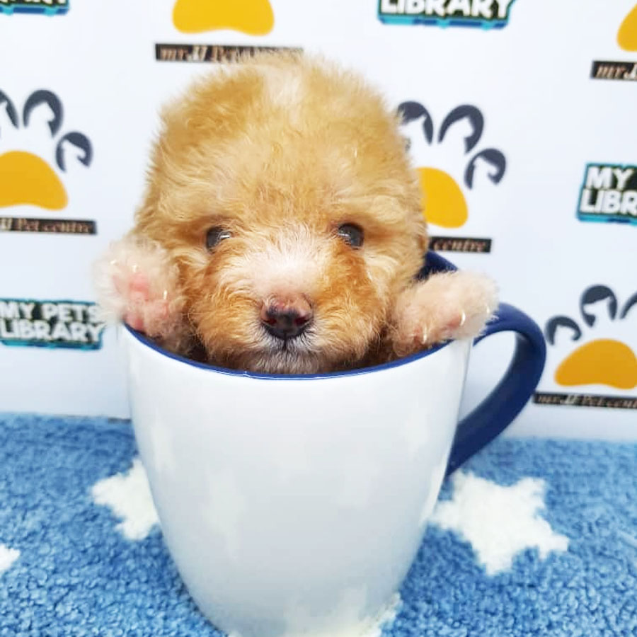 Toy Poodle Puppy (Male) For Sale