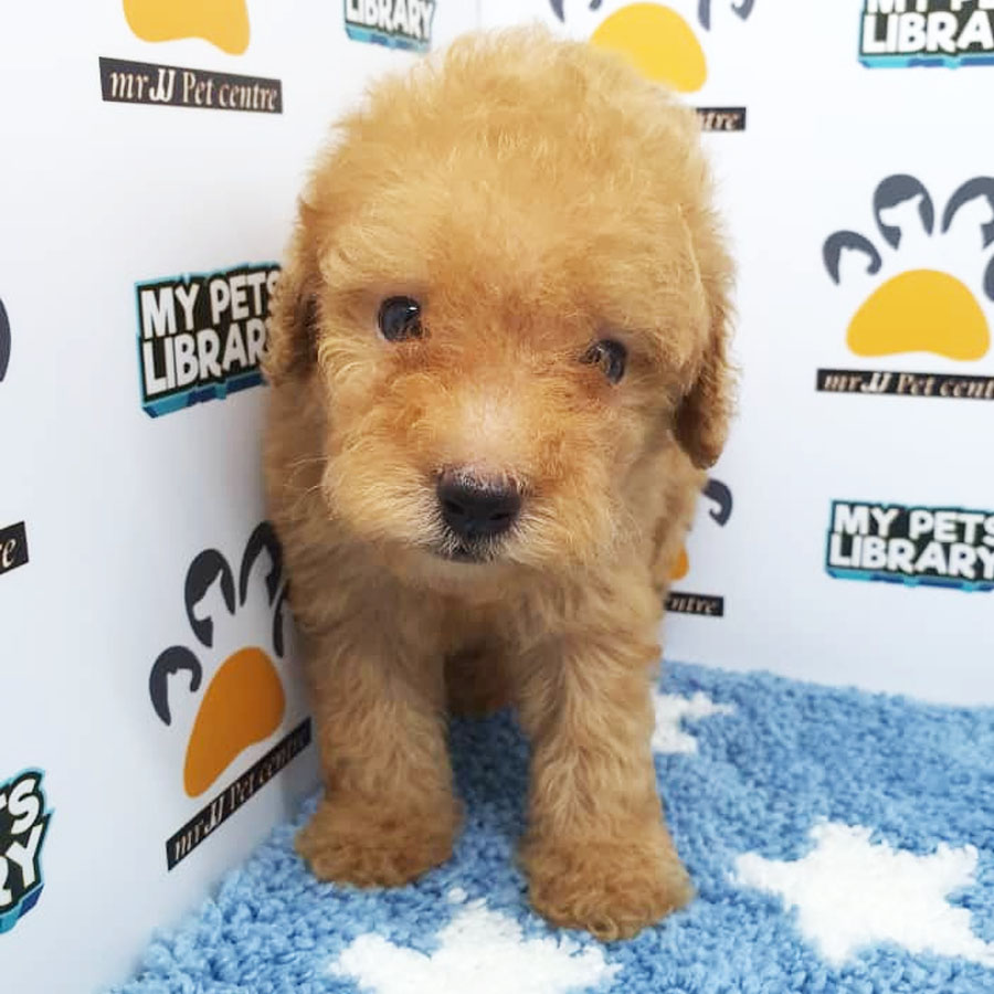 Toy Poodle Puppy (Male) For Sale