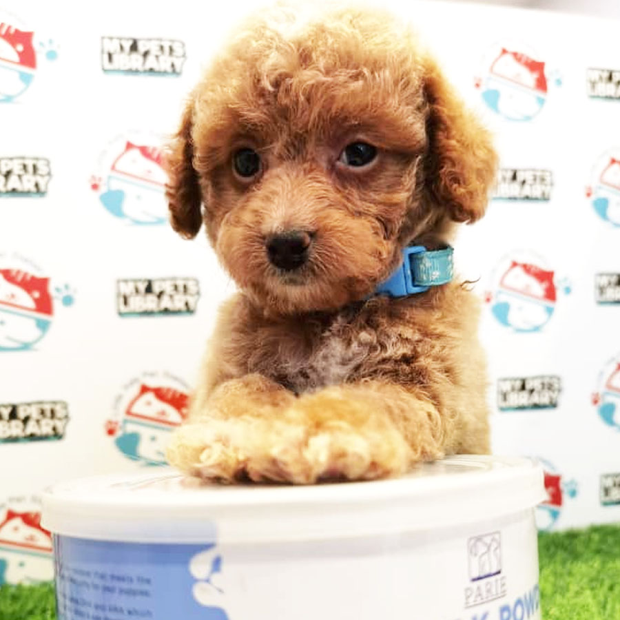 Toy Poodle Puppy (Female) For Sale