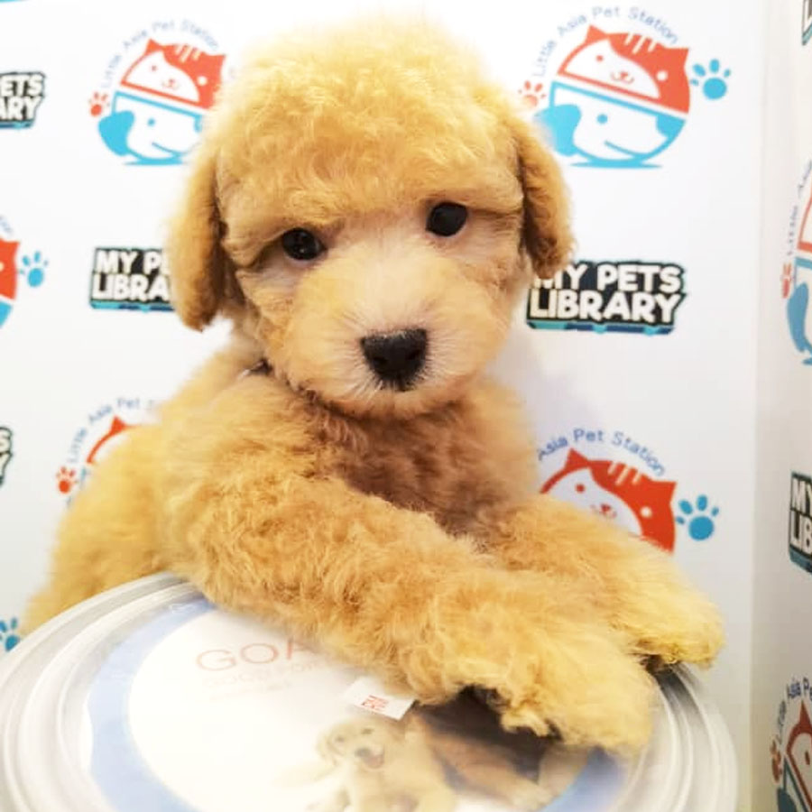 Toy Poodle Puppy (Male) For Sale