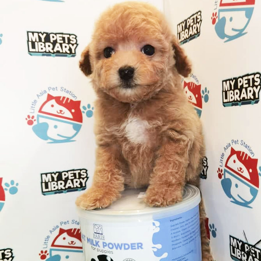 Toy Poodle Puppy (Female) For Sale