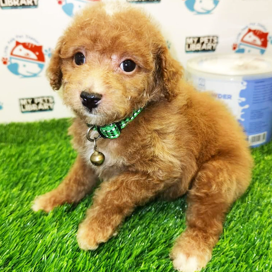 Toy Poodle Puppy (Male) For Sale