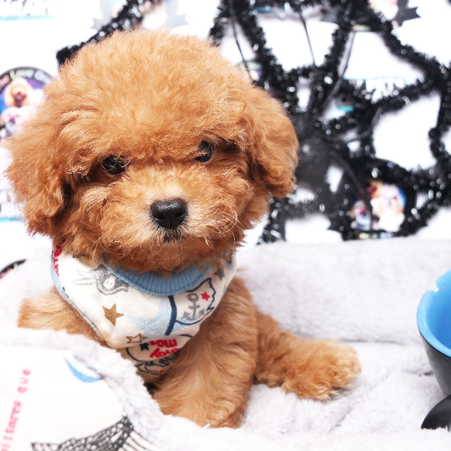 Tiny  Poodle Puppy (Male) For Sale
