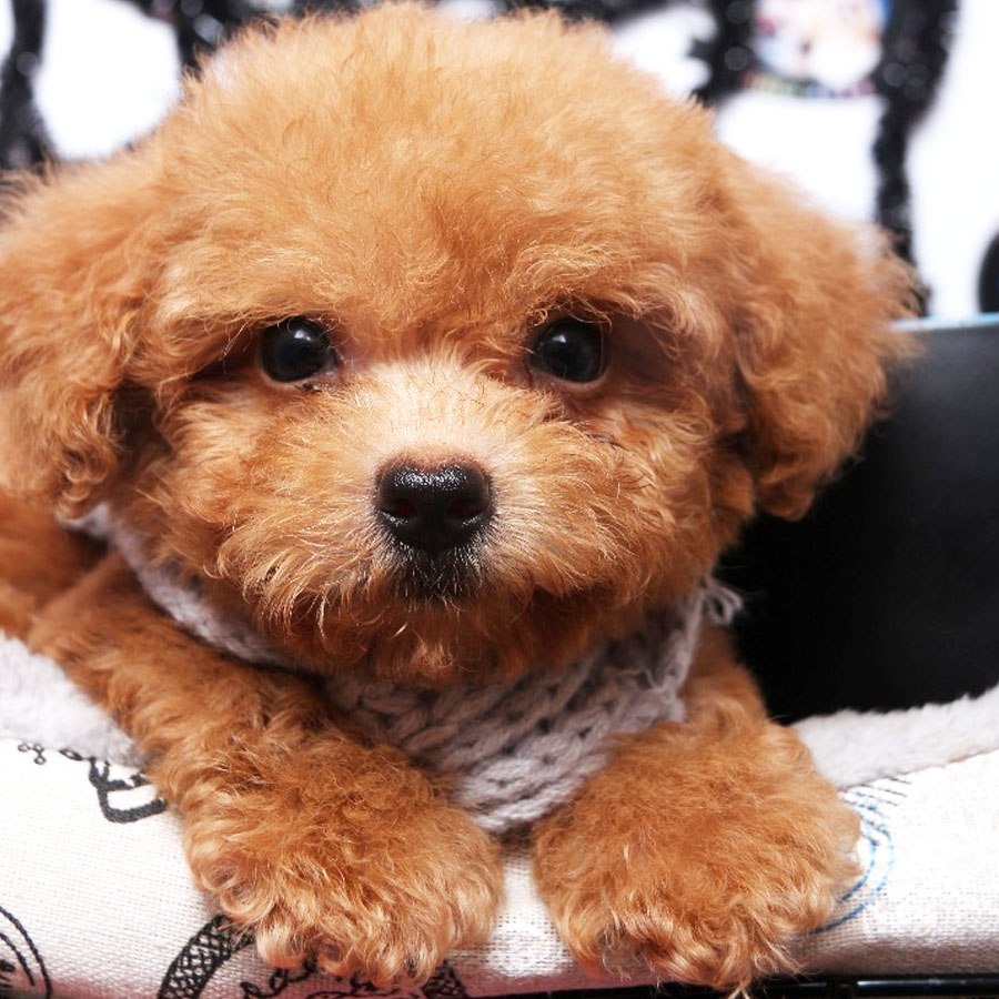 Tiny  Poodle Puppy (Male) For Sale