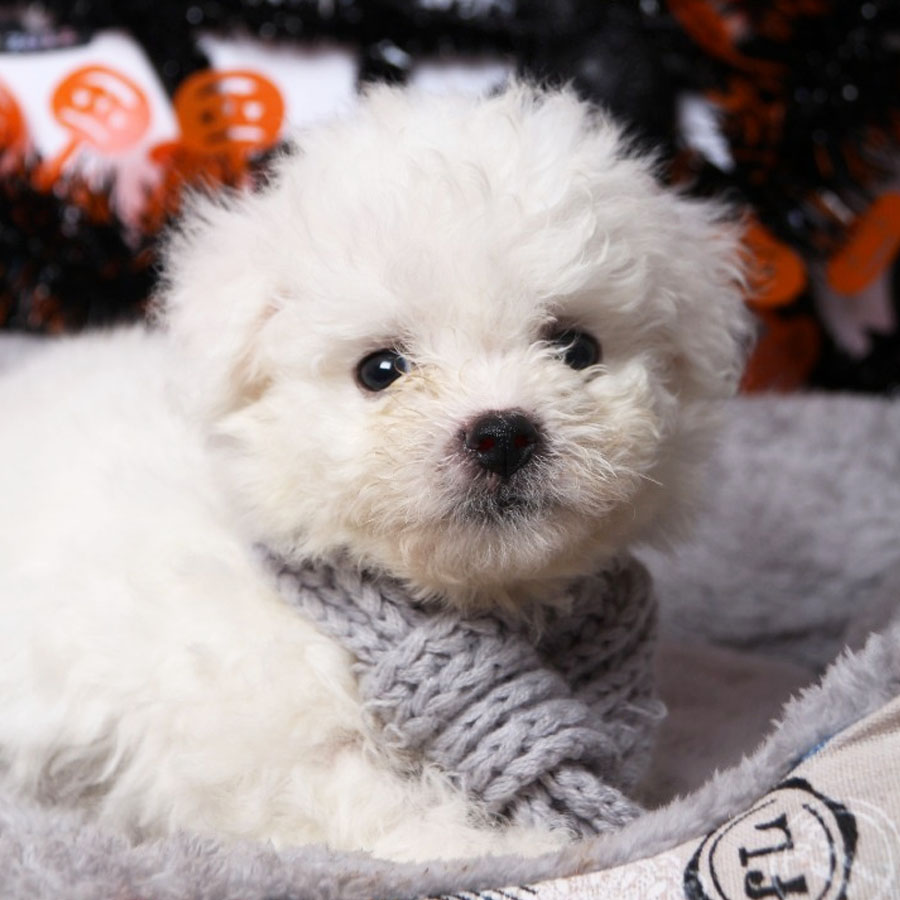 Bichon Frise Puppy (Male) For Sale