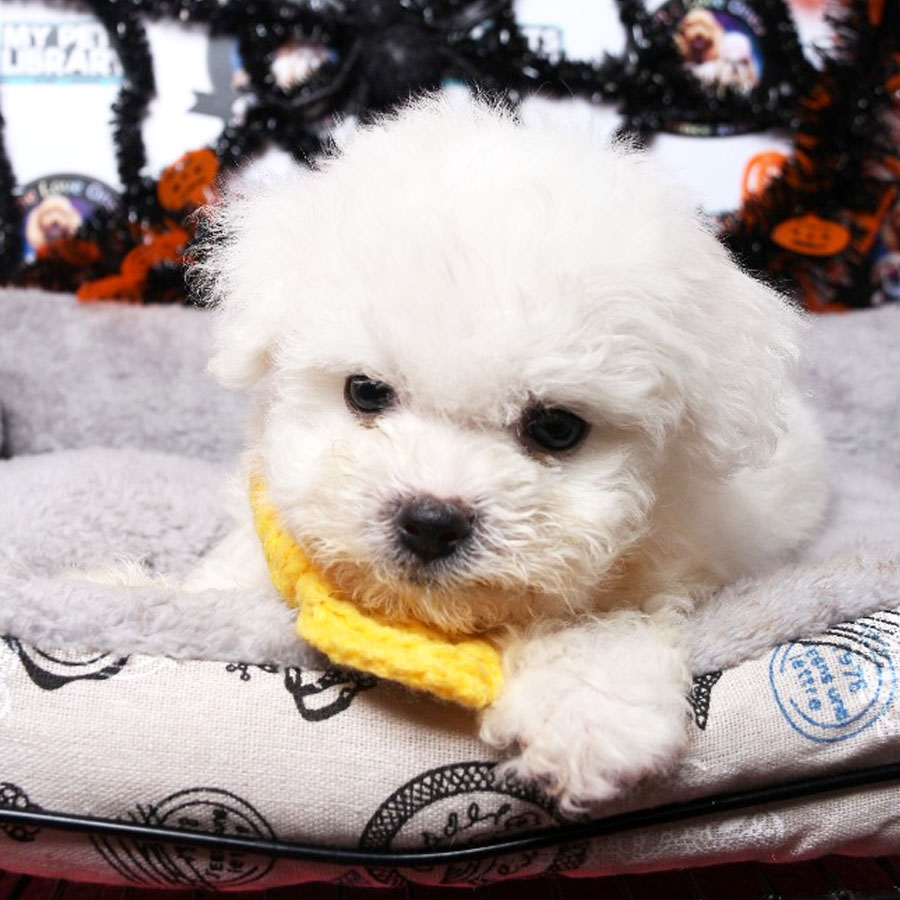 Bichon Frise Puppy (Male) For Sale