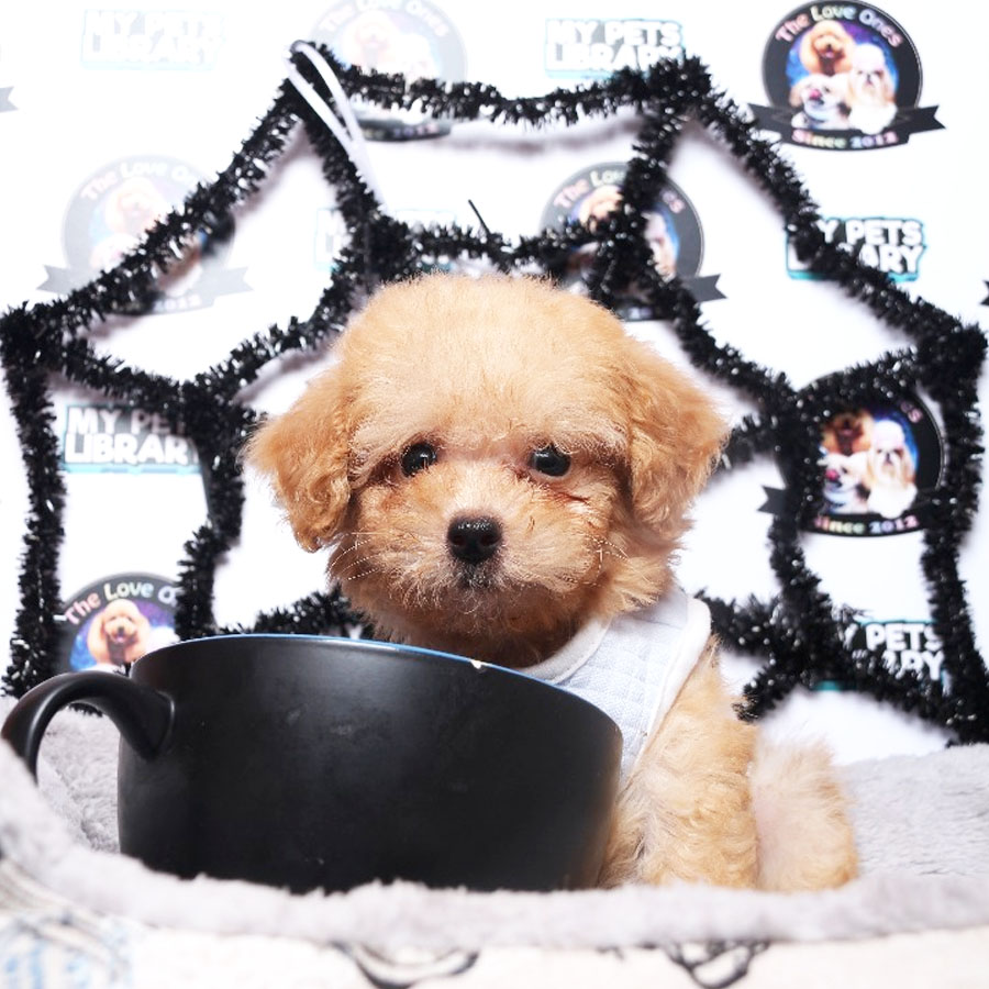 Tiny  Poodle Puppy (Female) For Sale