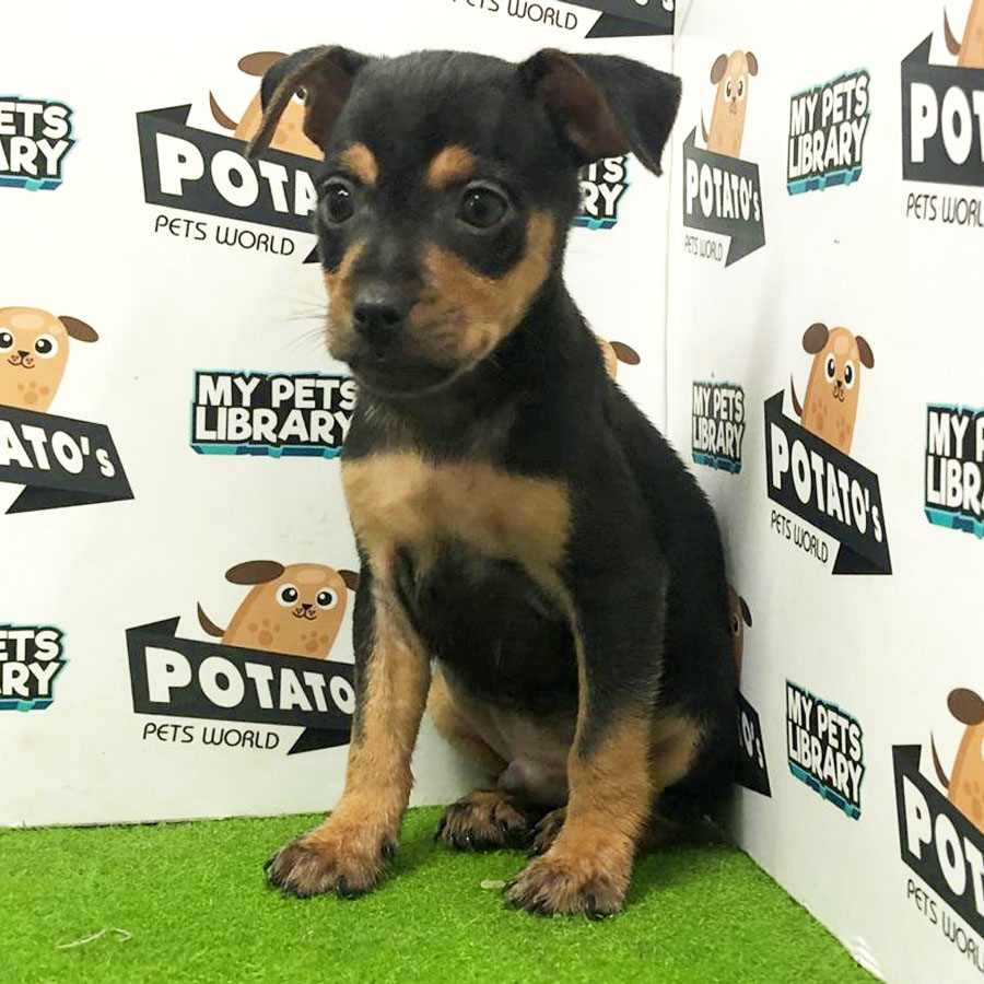 Mini Pinscher Puppy For Sale