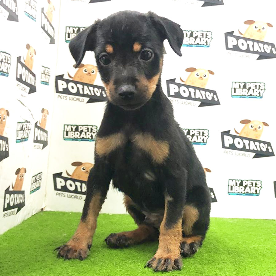 Mini Pinscher Puppy For Sale
