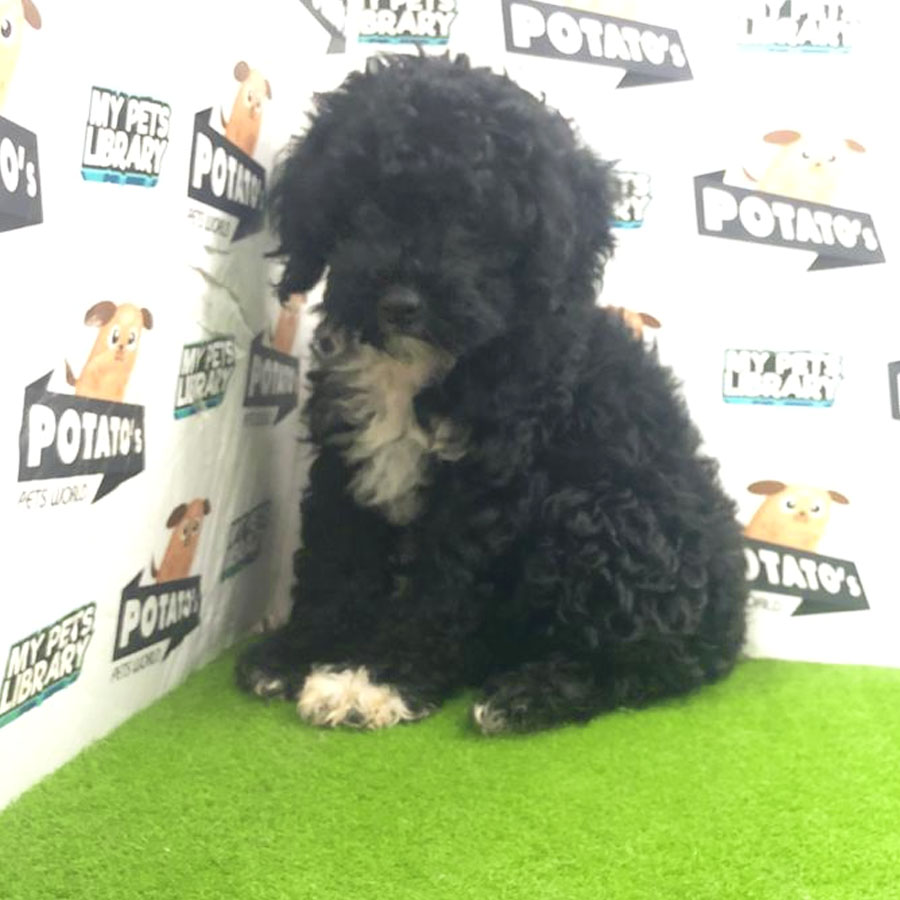 Toy Poodle Puppy (Female) For Sale